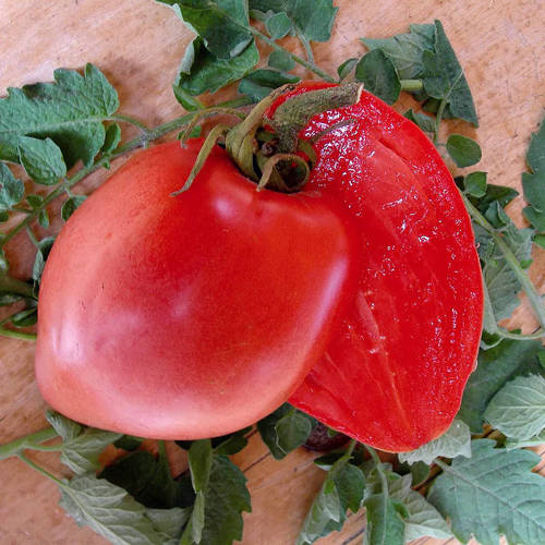Pomidor Bawole Serce Oxheart Wielkie owoce - nasiona 0,5 g - Toraf